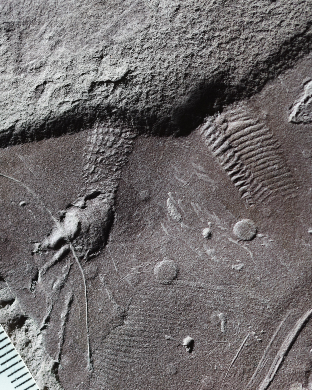 Holotype of Cabarzichnus pulchrus, resting trace of an early reptile. Holotype of Cabarzichnus pulchrus, resting trace of an early reptile.